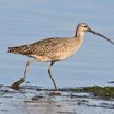 Long-billed Curlew